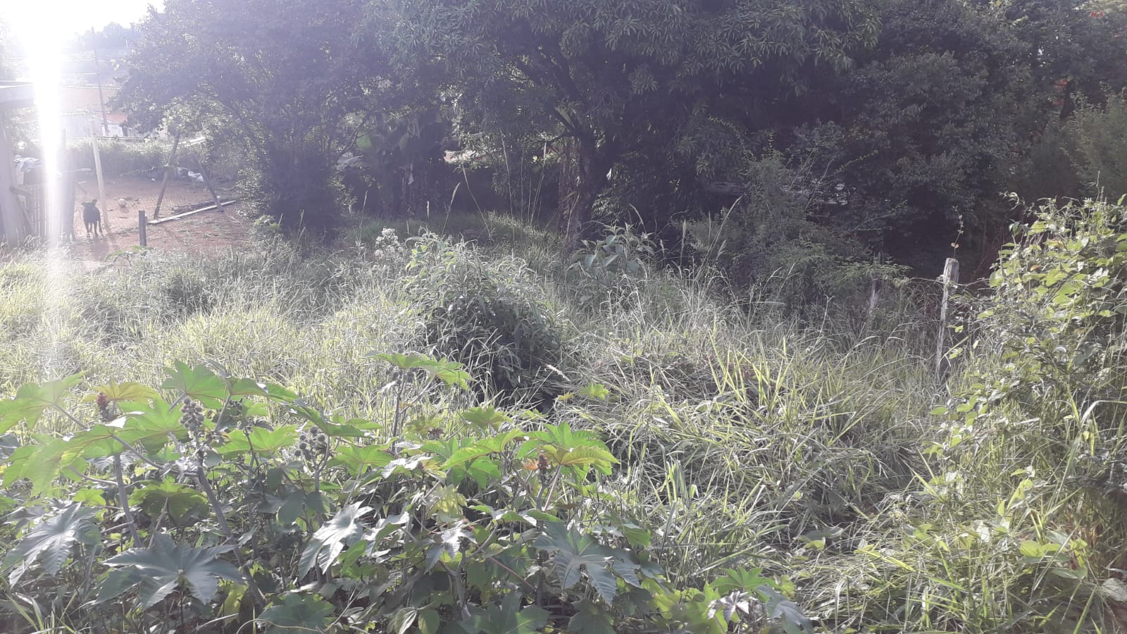 Terreno à Venda, 300,00 m² - Foto 13