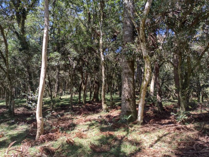 Rural com 3 Quartos à Venda, 24.946,87 m² - Foto 68