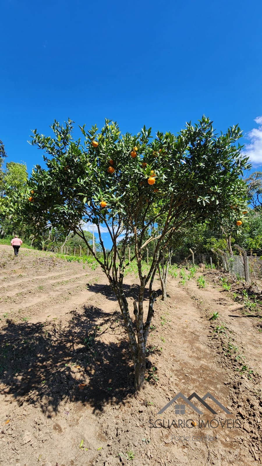 Rural à Venda, 6.050,00 m² - Foto 24