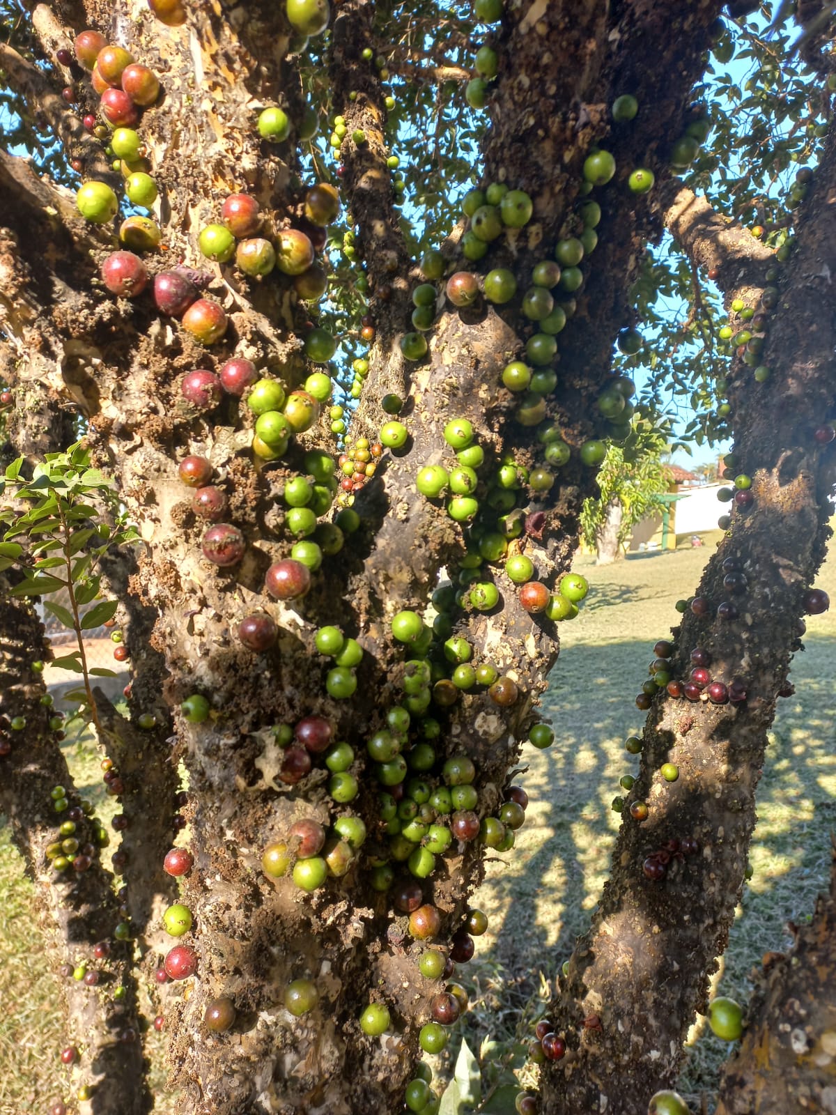 Rural com 4 Quartos à Venda, 2.100,00 m² - Foto 33