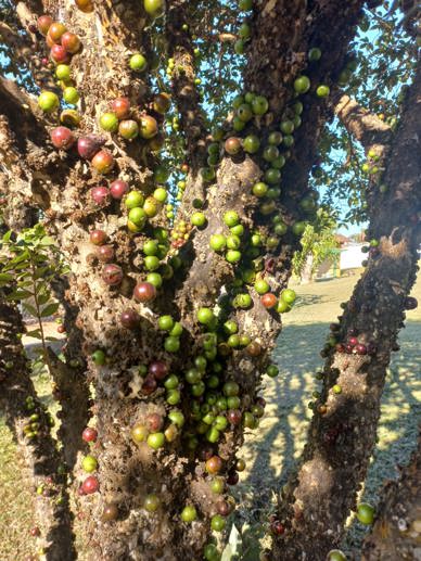 Rural com 4 Quartos à Venda, 2.100,00 m² - Foto 33