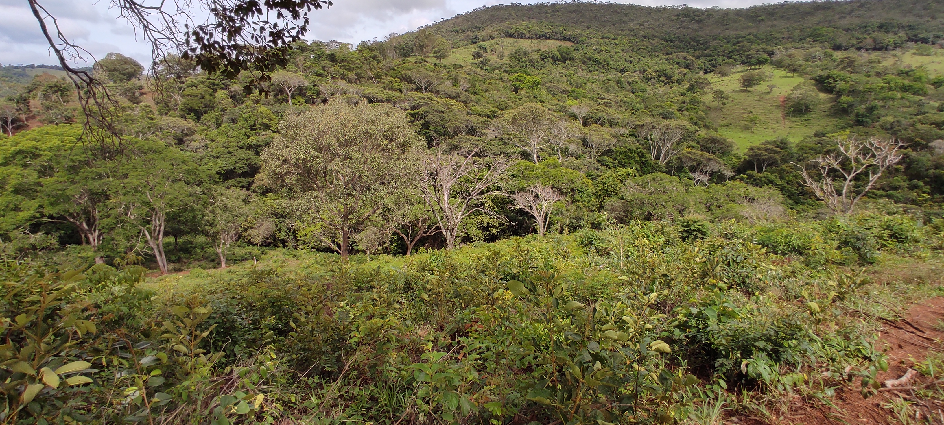 Rural à Venda, 66.000,00 m² - Foto 1