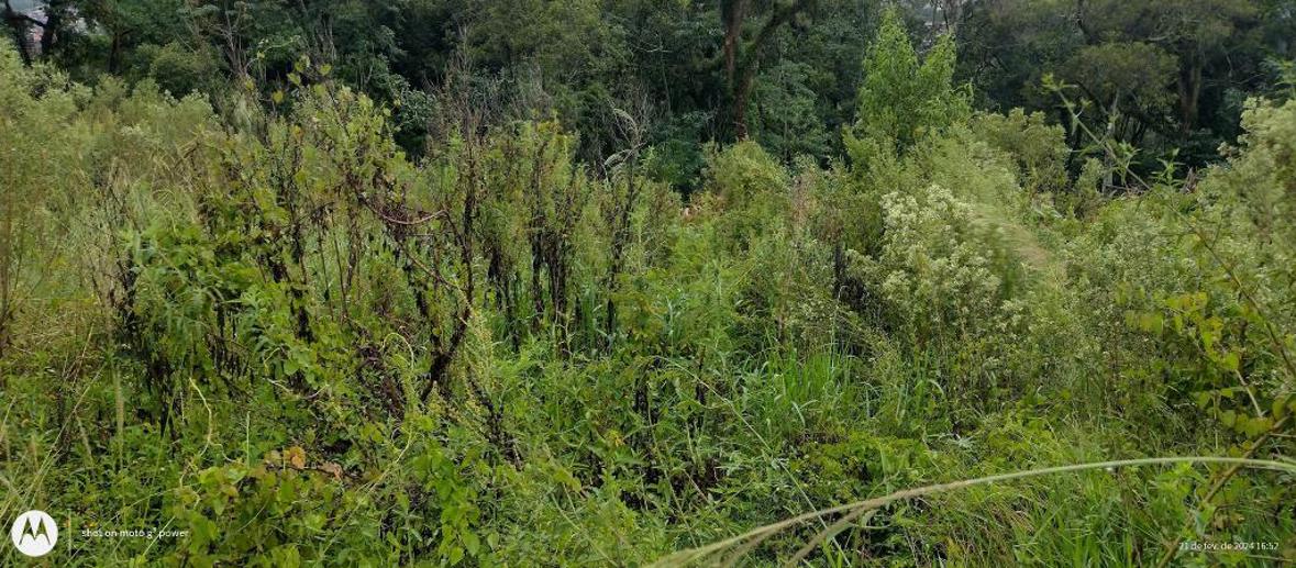 Terreno à Venda, 1.000,00 m² - Foto 4