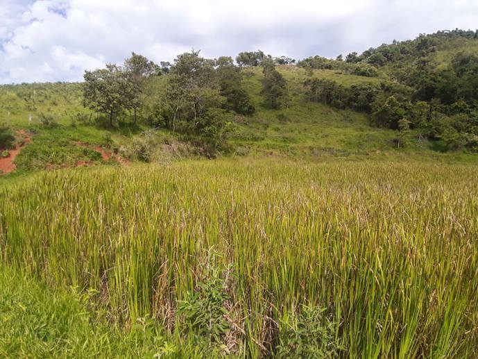 Rural com 3 Quartos à Venda, 314.600,00 m² - Foto 14