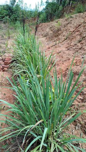 Rural com 2 Quartos à Venda, 6.487,37 m² - Foto 16