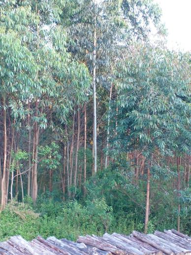 Rural à Venda, 225.000,00 m² - Foto 4