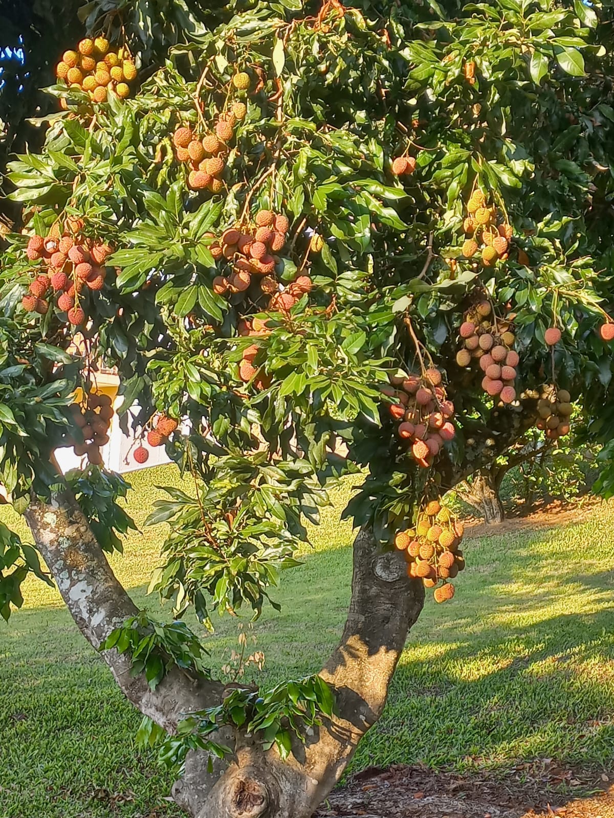 Rural com 4 Quartos à Venda, 2.100,00 m² - Foto 10