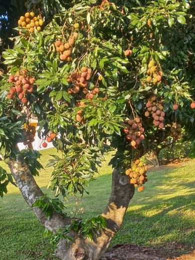 Rural com 4 Quartos à Venda, 2.100,00 m² - Foto 10