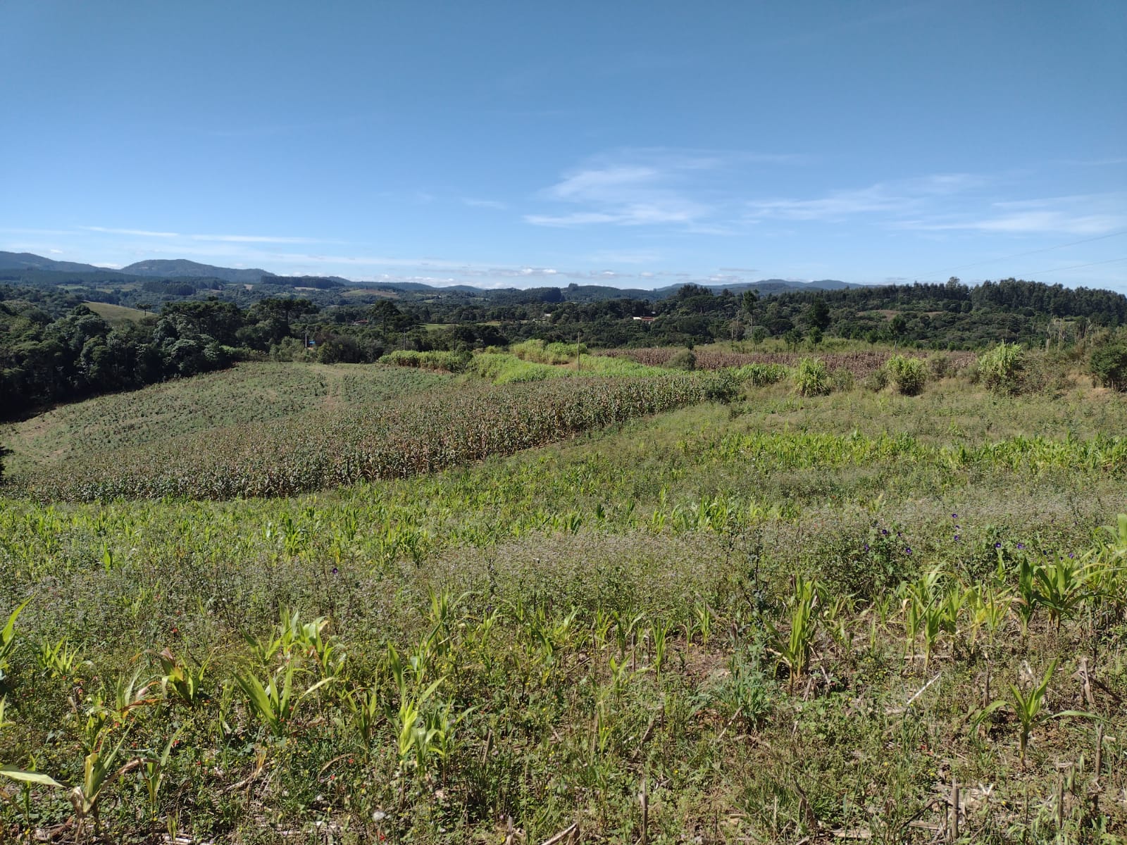 Terreno à Venda, 4.864,18 m² - Foto 5