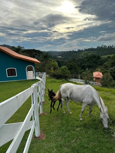 Casa com 4 Quartos à Venda, 40.000,00 m² - Foto 6