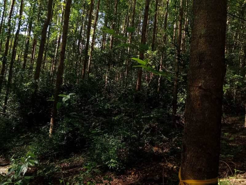 Rural à Venda, 2,40 m² - Foto 6