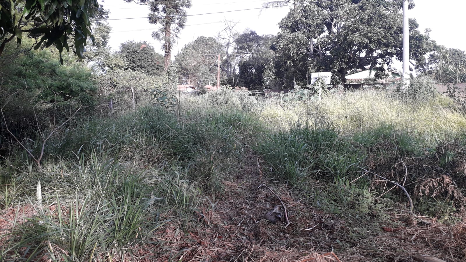 Terreno à Venda, 300,00 m² - Foto 2