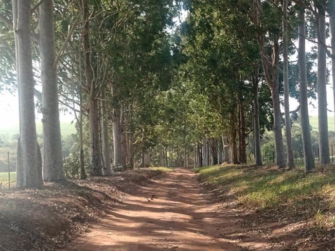 Rural à Venda - Foto 4