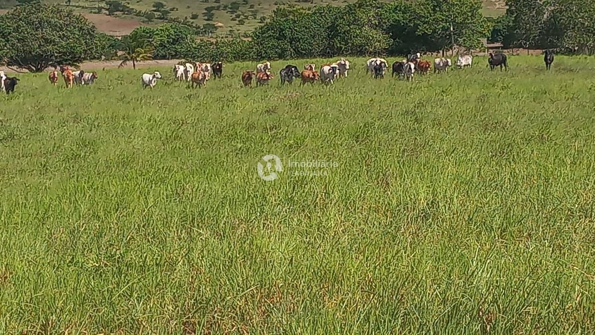 Rural com 5 Quartos à Venda, 868,00 m² - Foto 38