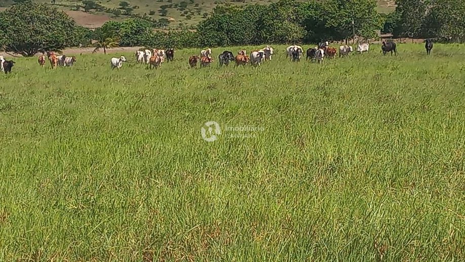 Rural com 5 Quartos à Venda, 868,00 m² - Foto 38