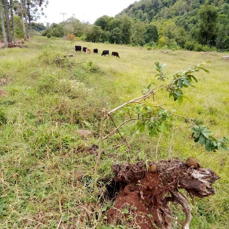 Rural à Venda, 2.375,00 m² - Foto 11