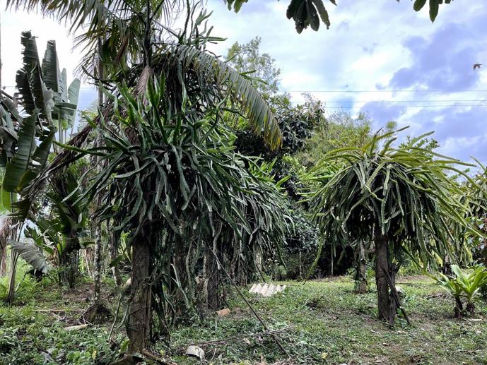 Casa com 2 Quartos à Venda, 44.000,00 m² - Foto 4