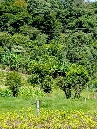 Rural à Venda, 2.375,00 m² - Foto 6