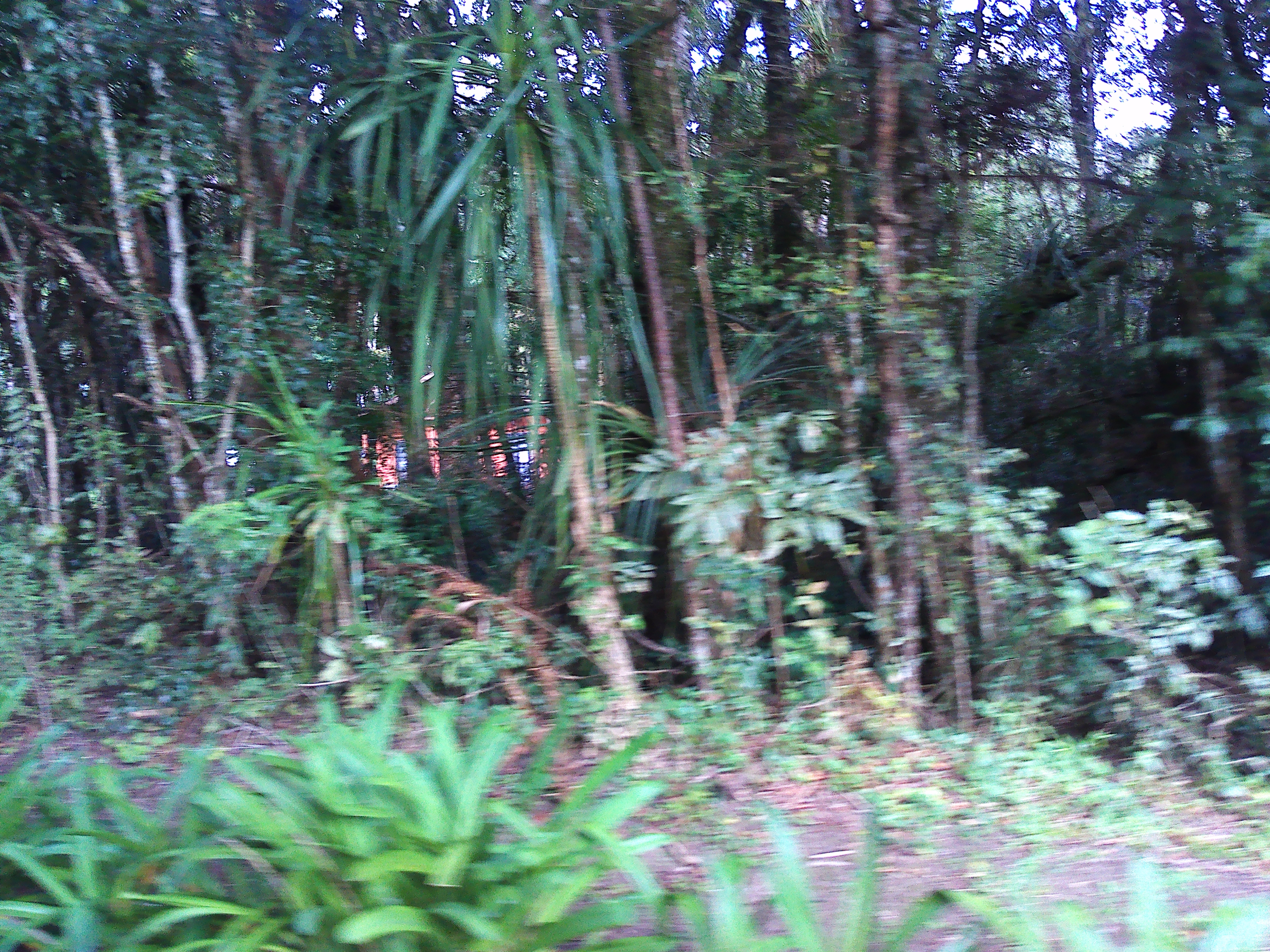 Rural com 3 Quartos à Venda, 1.237,22 m² - Foto 85