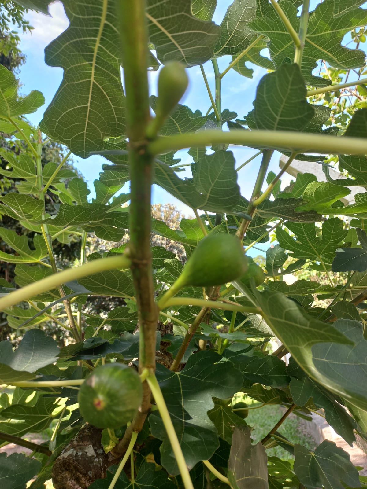 Rural com 4 Quartos à Venda, 2.100,00 m² - Foto 28