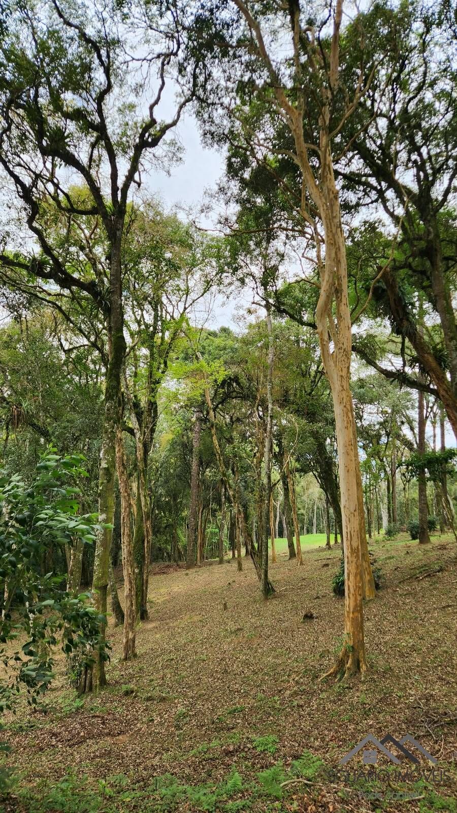 Terreno à Venda, 17.000,00 m² - Foto 5