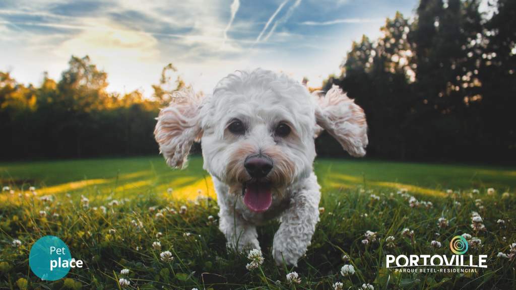 Terreno à Venda - Foto 9