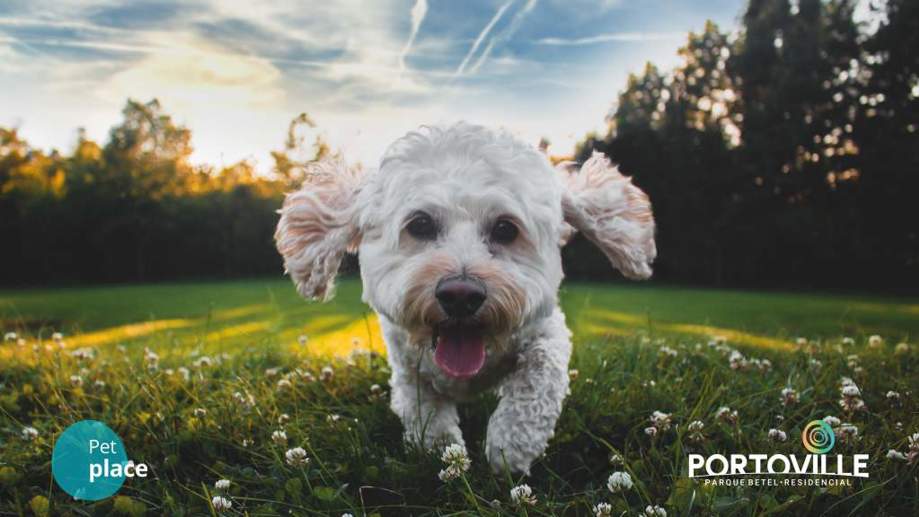 Terreno à Venda - Foto 9