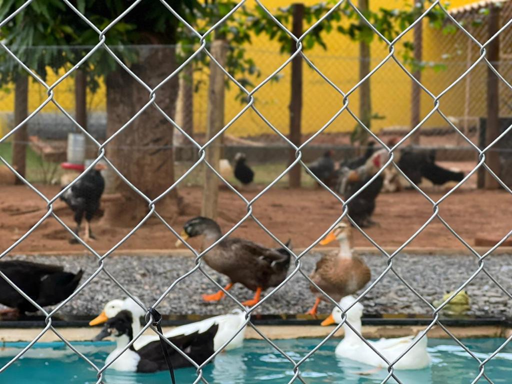 Rural com 8 Quartos à Venda, 1.800,00 m² - Foto 19