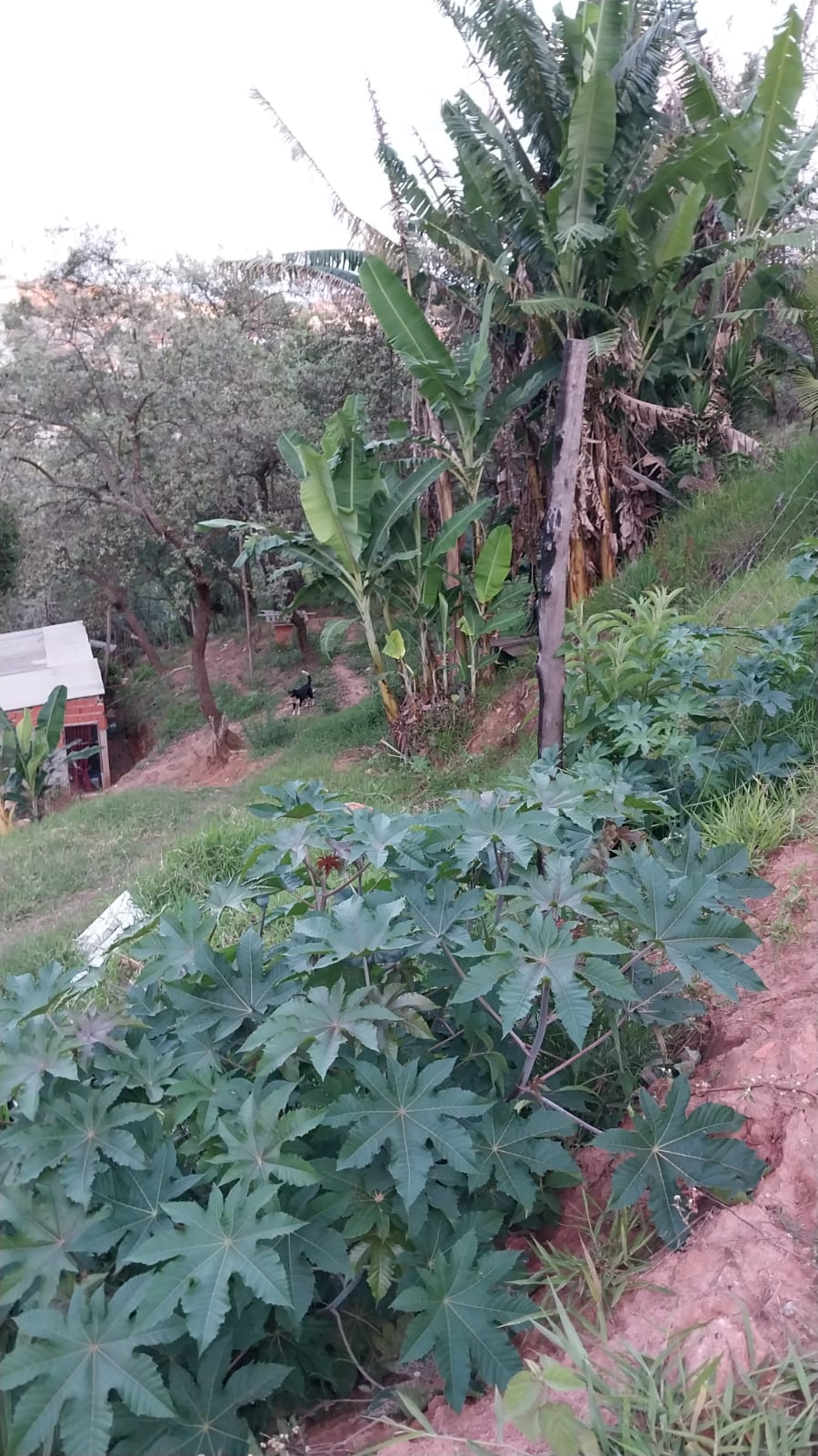 Terreno à Venda - Foto 7