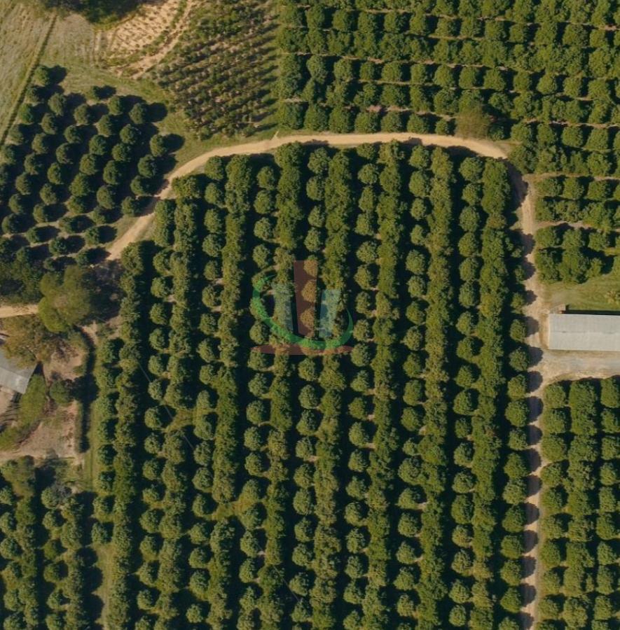 Rural com 4 Quartos à Venda, 241.000,00 m² - Foto 13