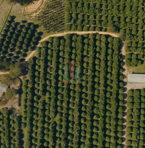 Rural com 4 Quartos à Venda, 241.000,00 m² - Foto 13