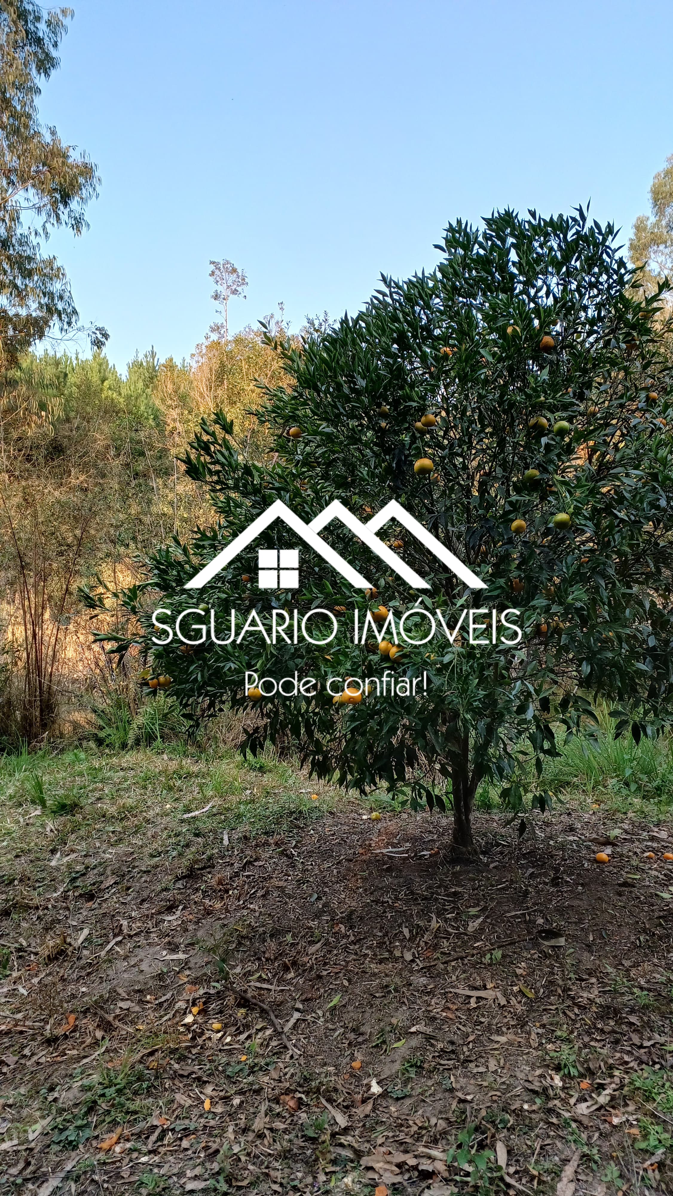 Rural com 2 Quartos à Venda, 26.344,00 m² - Foto 7