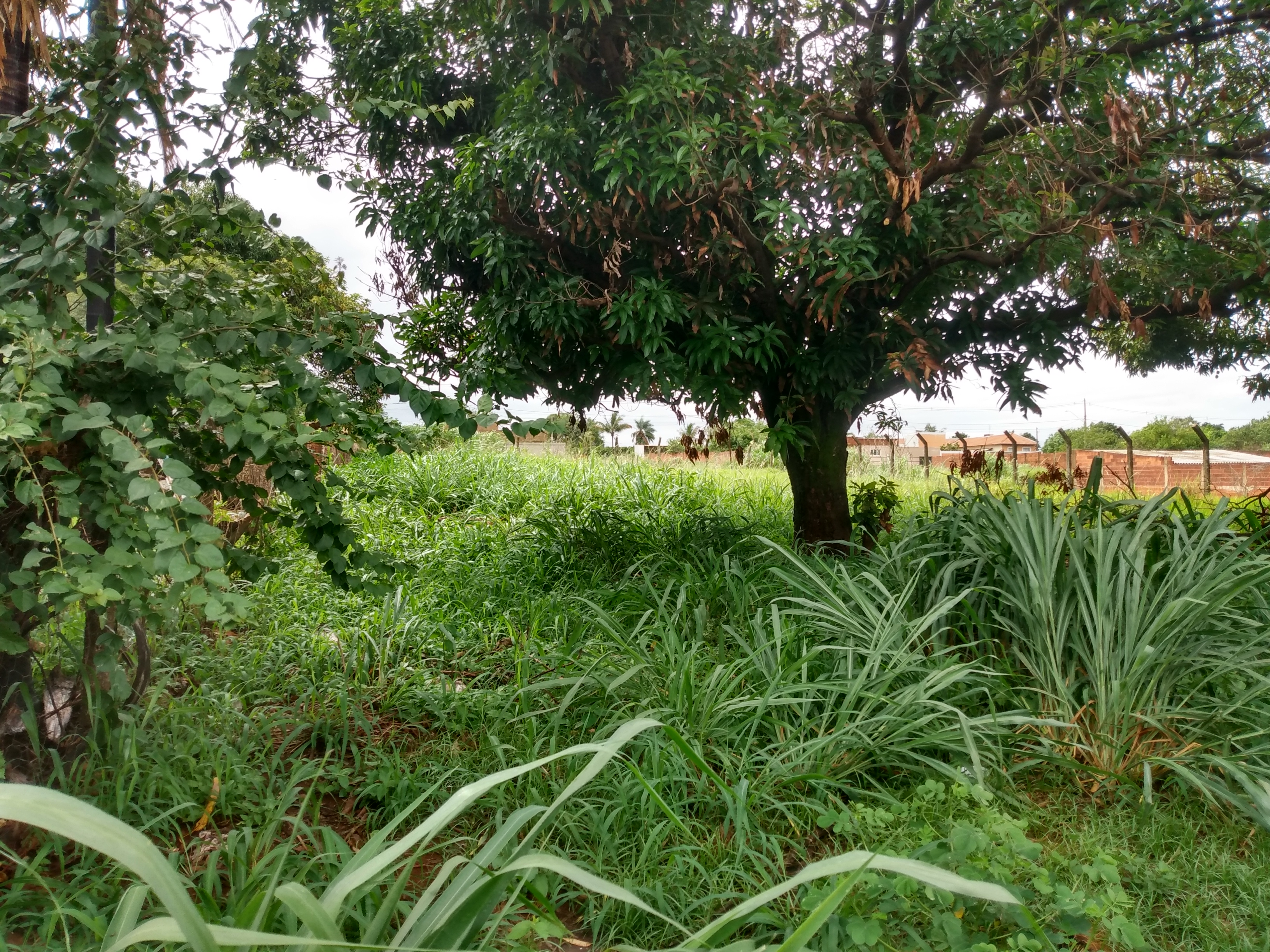 Terreno à Venda, 1.000,00 m² - Foto 6