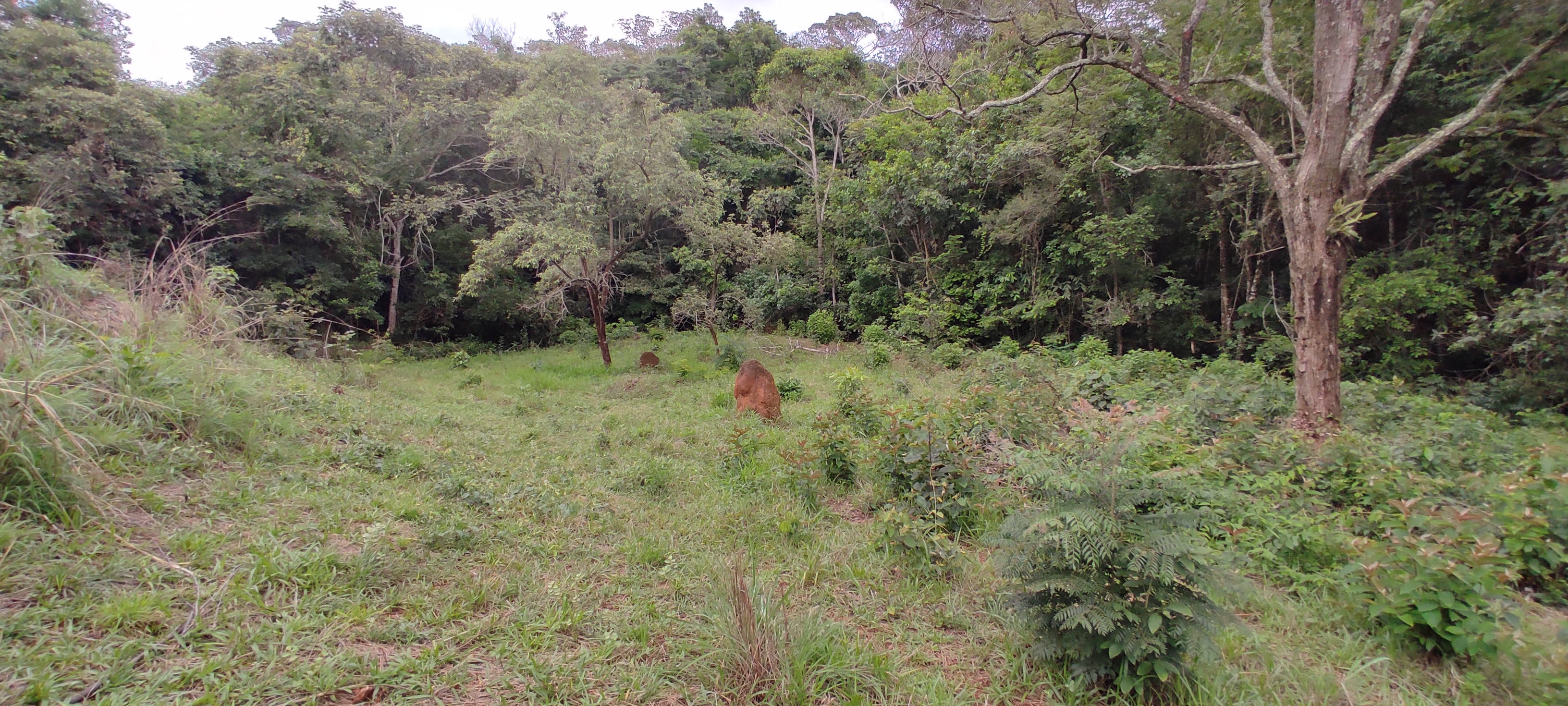 Rural à Venda, 66.000,00 m² - Foto 3
