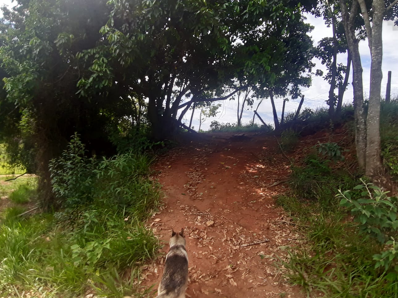 Rural com 3 Quartos à Venda, 314.600,00 m² - Foto 16