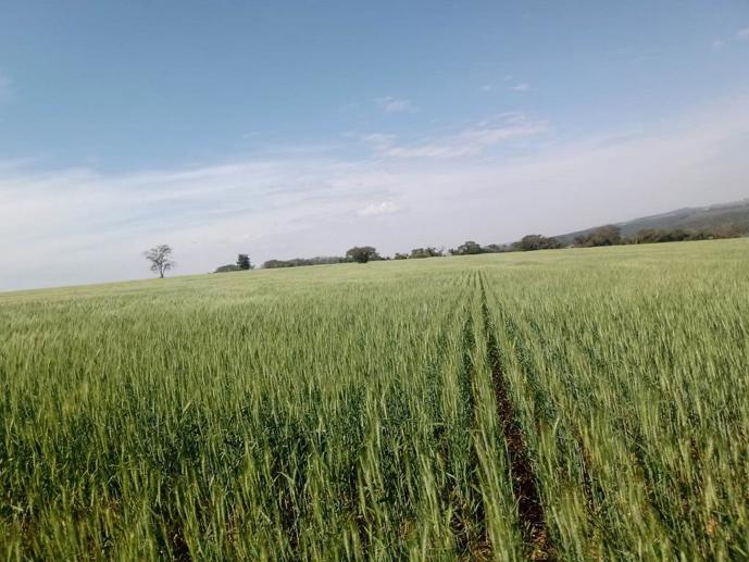 Rural à Venda - Foto 6