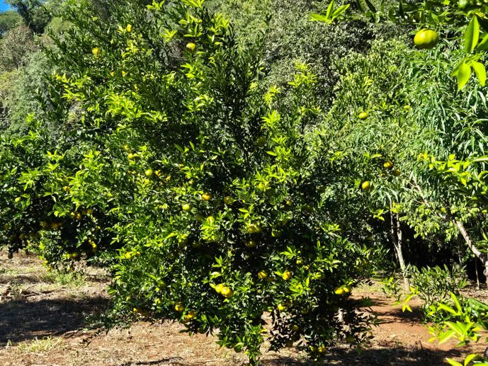 Rural com 1 Quarto à Venda - Foto 22