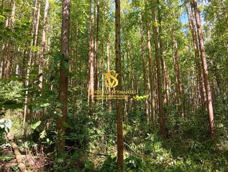 Rural à Venda, 24.600,00 m² - Foto 4