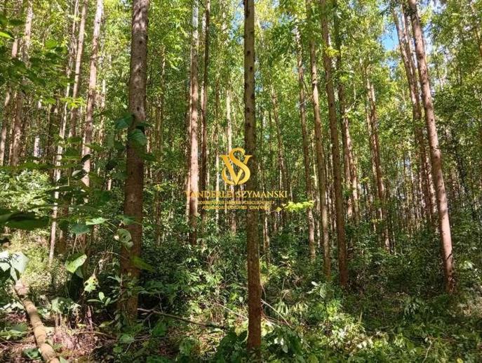 Rural à Venda, 24.600,00 m² - Foto 4