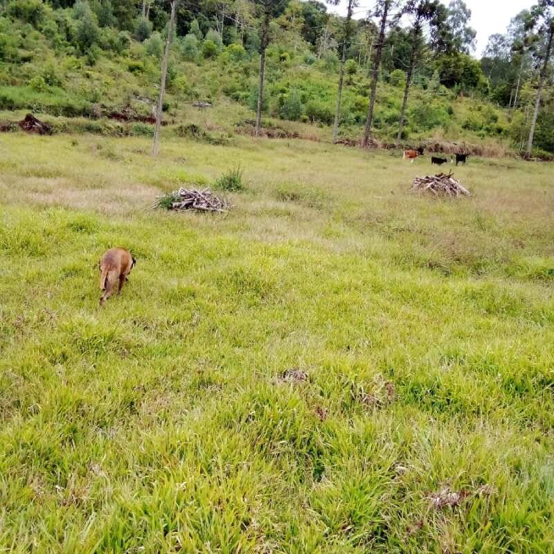 Rural à Venda, 2,00 m² - Foto 6