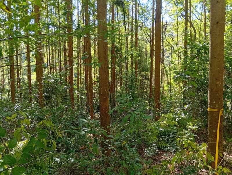 Rural à Venda, 2,40 m² - Foto 3