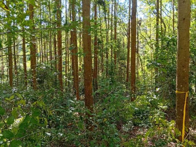 Rural à Venda, 2,40 m² - Foto 3