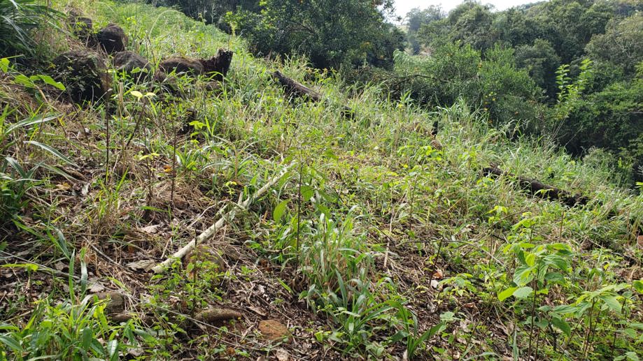 Rural com 2 Quartos à Venda, 84,00 m² - Foto 5