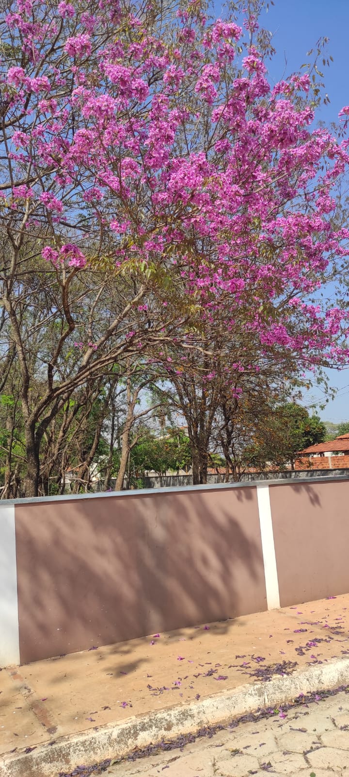 Terreno à Venda, 484,07 m² - Foto 2