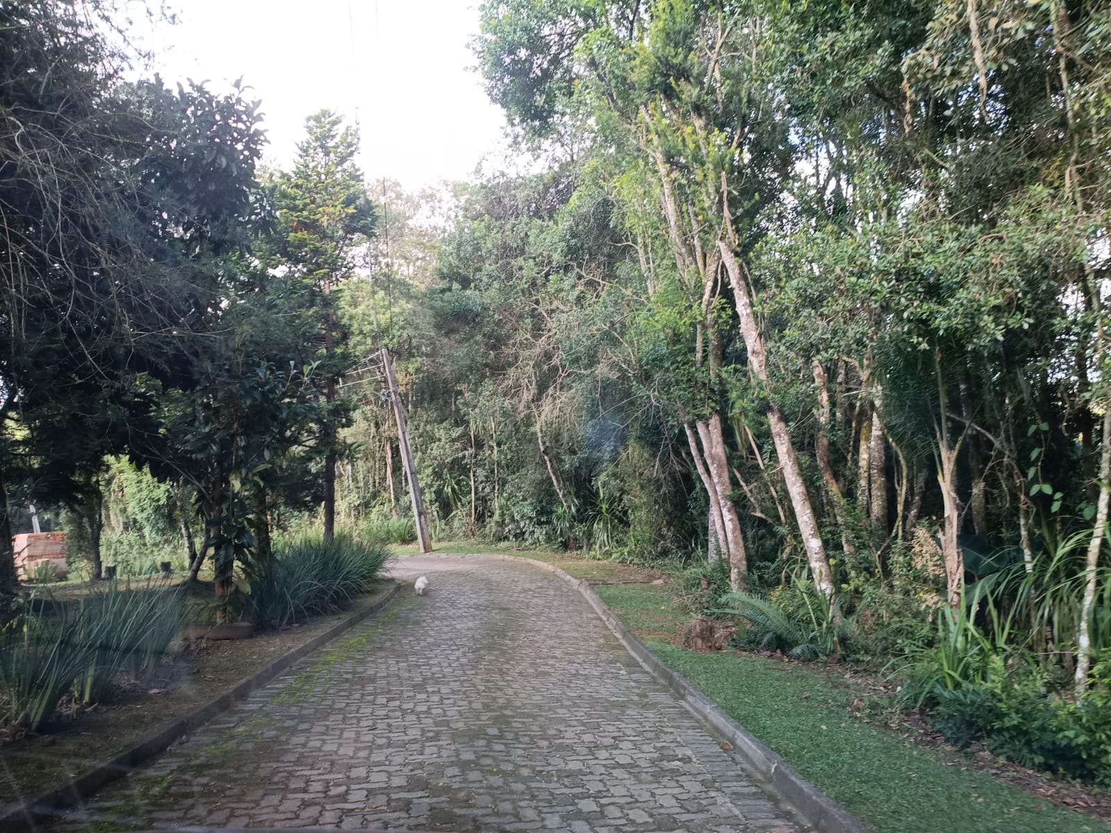 Rural com 3 Quartos à Venda, 1.237,22 m² - Foto 125