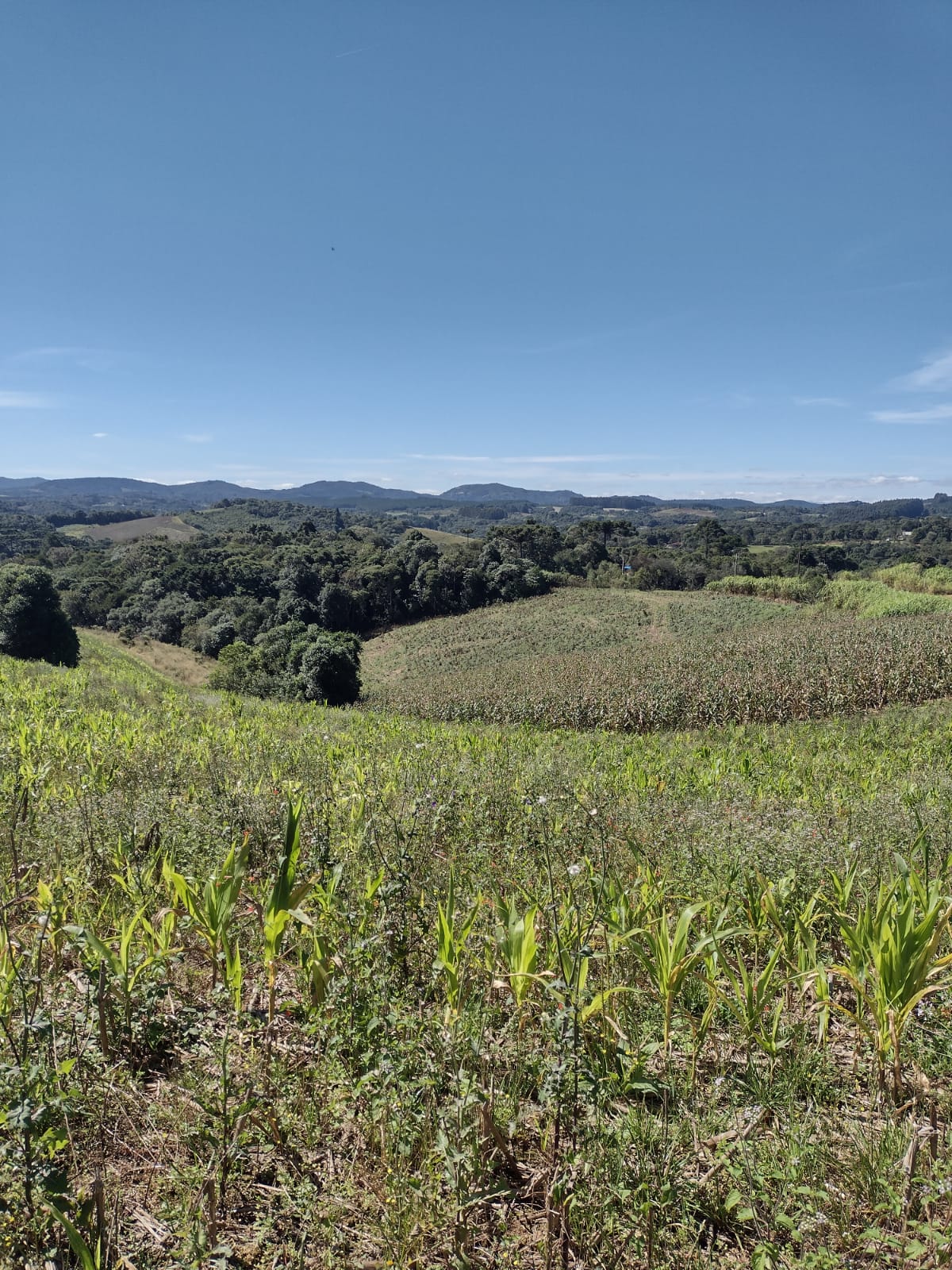 Terreno à Venda, 4.864,18 m² - Foto 1