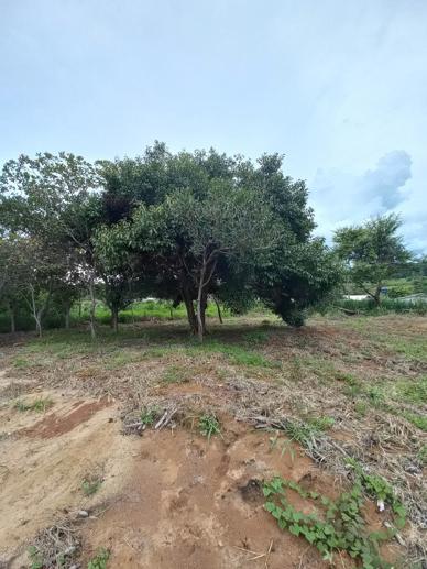 Casa com 2 Quartos à Venda, 1.920,00 m² - Foto 18
