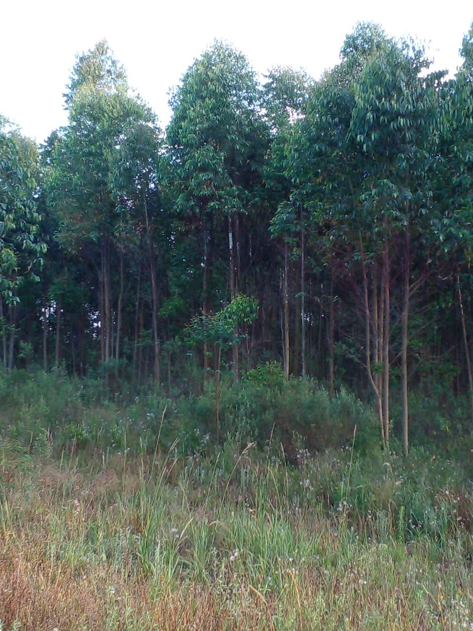 Rural à Venda, 225.000,00 m² - Foto 6