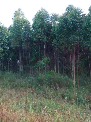 Rural à Venda, 225.000,00 m² - Foto 6