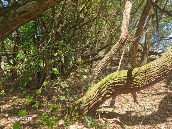 Terreno à Venda, 56.645,32 m² - Foto 11